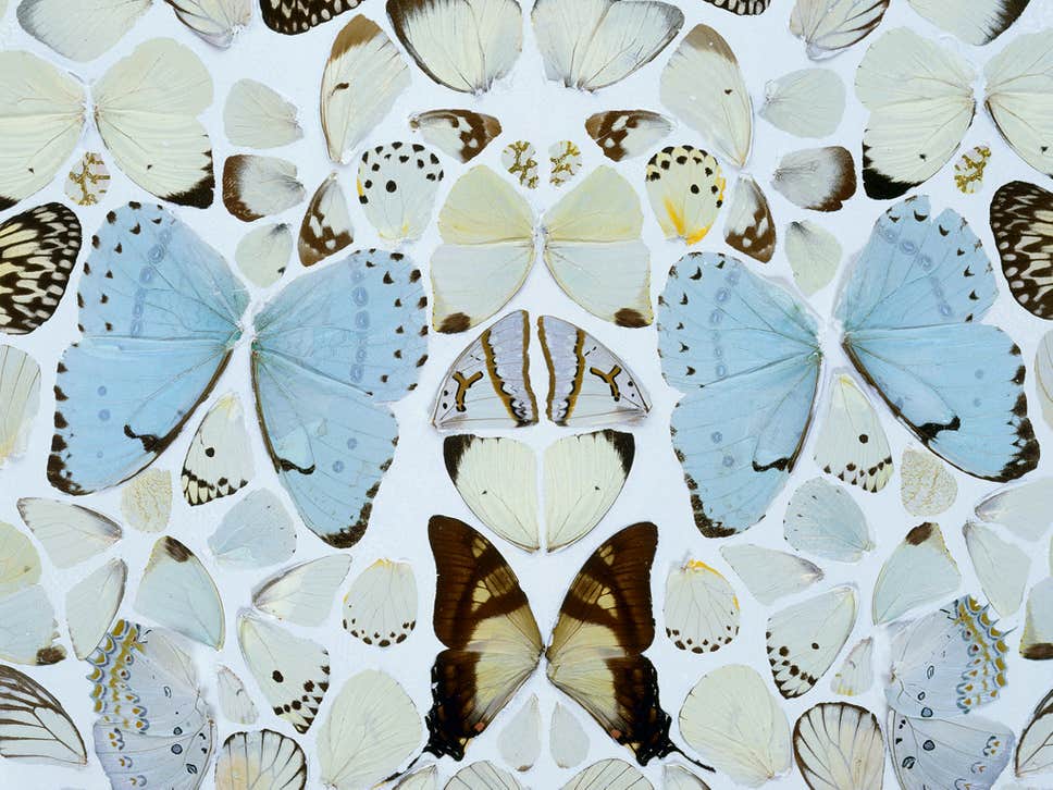 damein hirst butterflies close up
